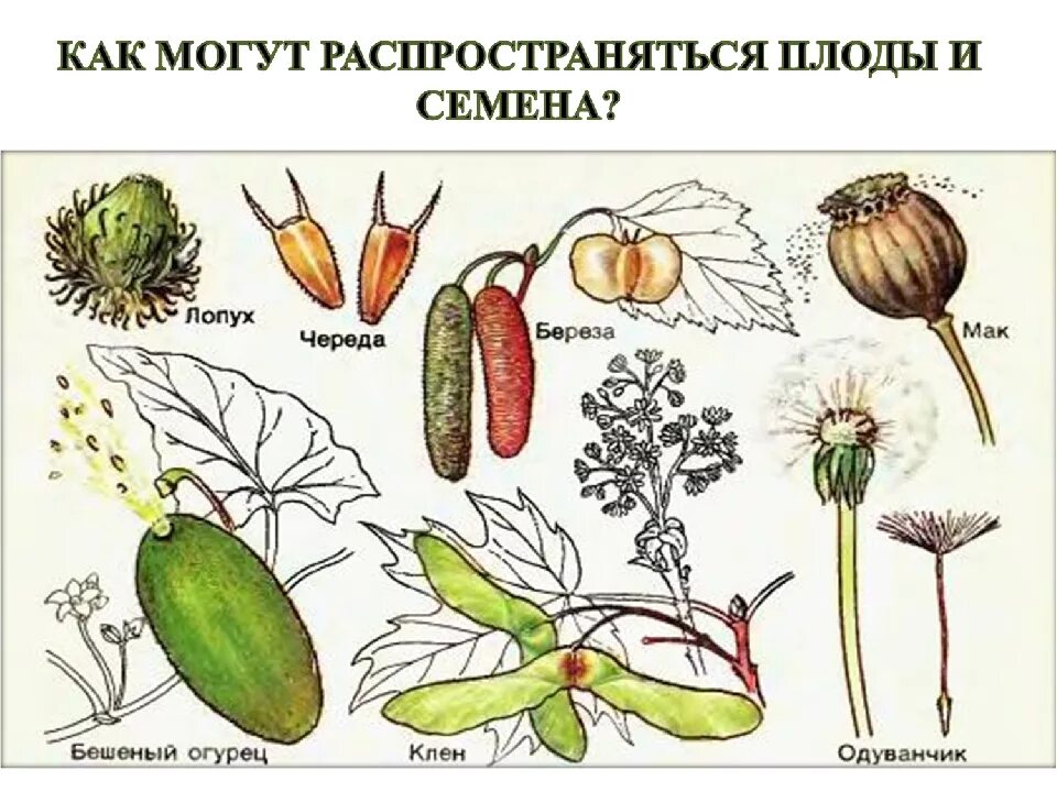 Рисунок семена растений. Способы распространения семян цветковых растений. Строение плода цветкового растения. Способ распространения плода. Способы распространения плодов.