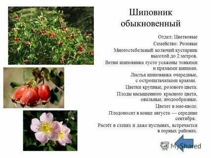 Систематическая группа растения шиповник