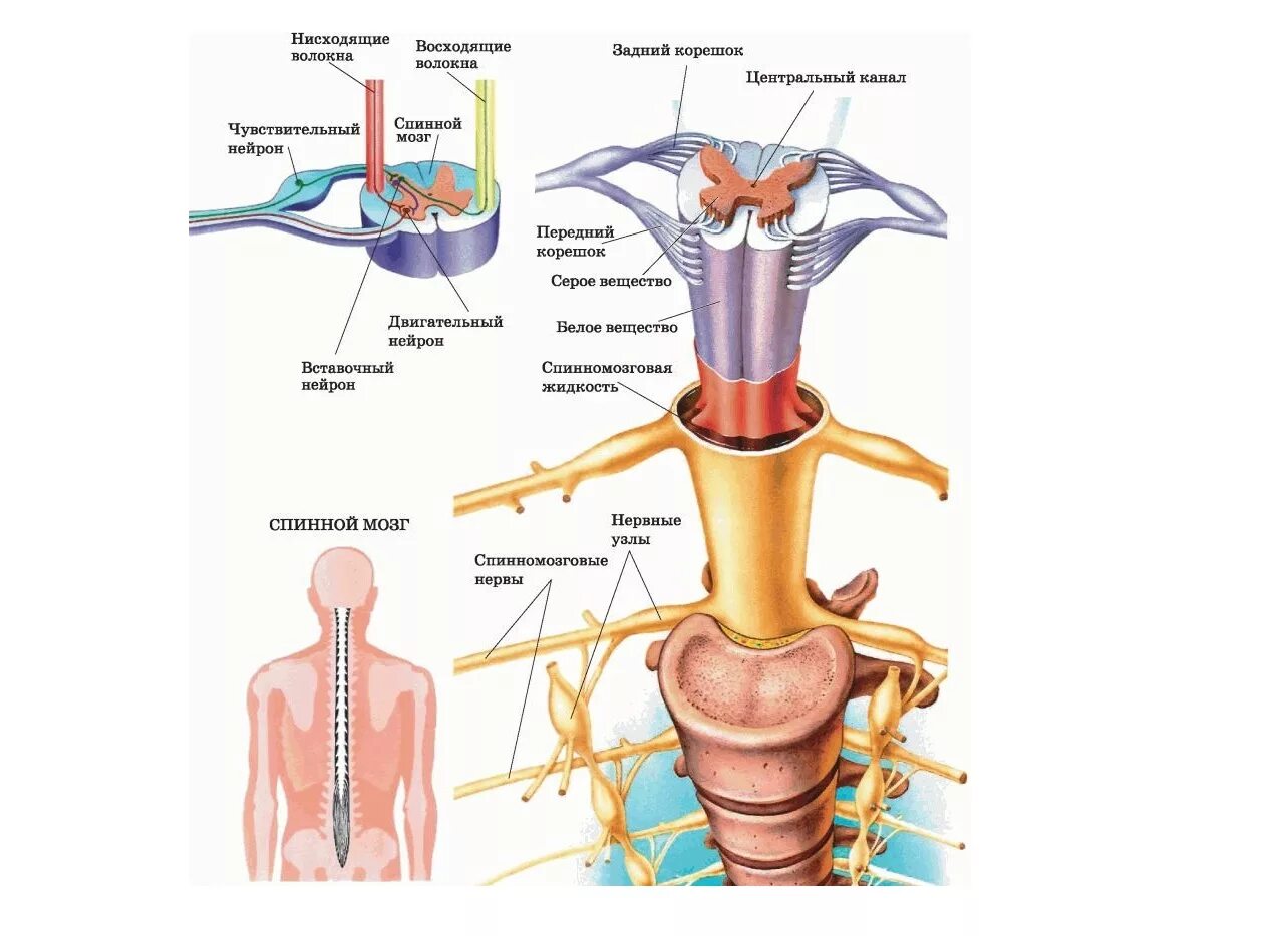 Центральный спинномозговой канал. Строение позвонка со спинным мозгом. Строение спинного мозга в позвоночном канале. Структуры спинного мозга в позвоночном канале. Спинной мозг в позвоночном канале строение анатомия.