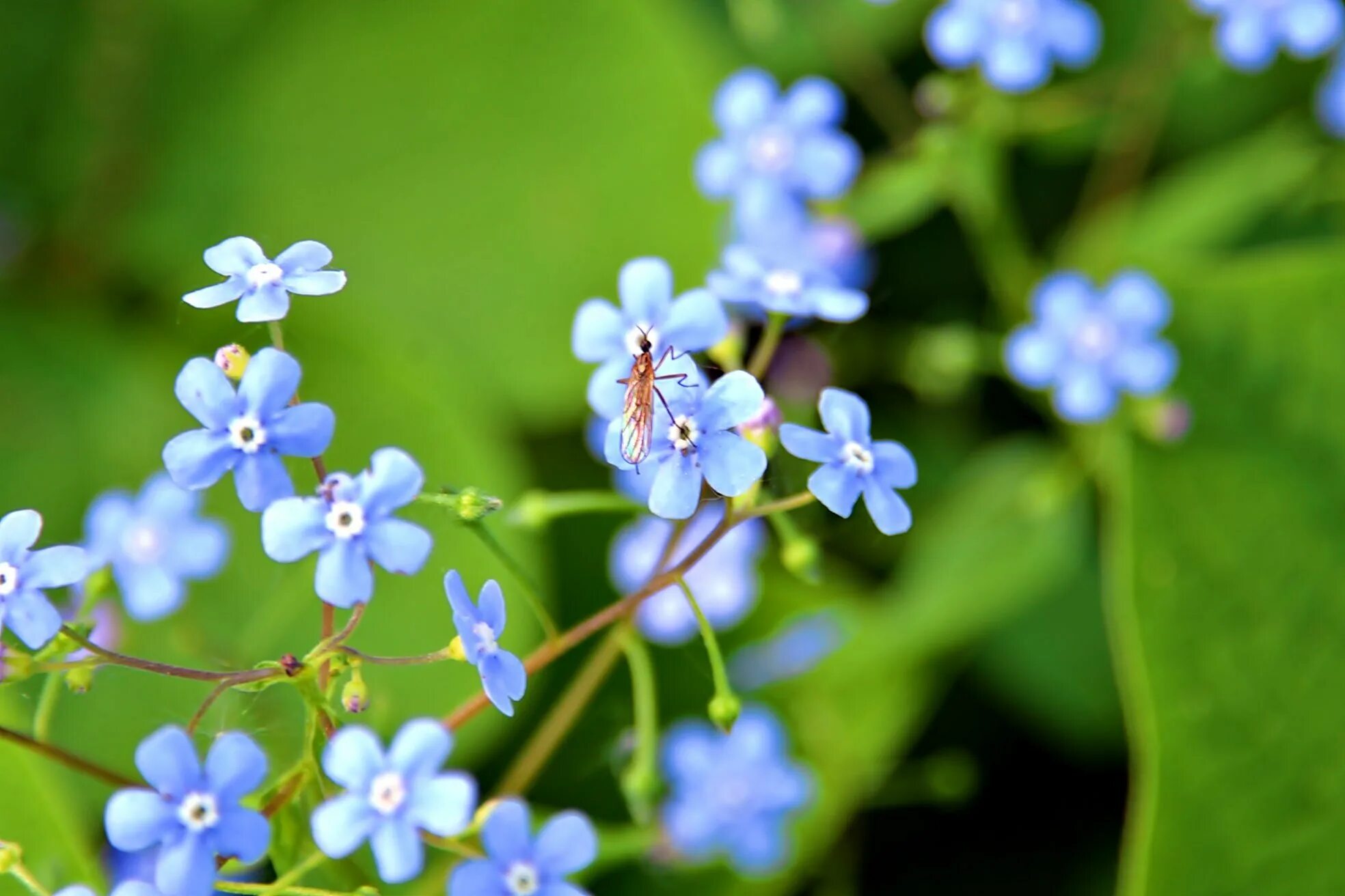 Незабудка мелкоцветковая. Незабудка мелкоцветковая (Myosotis micrantha).. Незабудка карминный Король. Незабудка рослина.