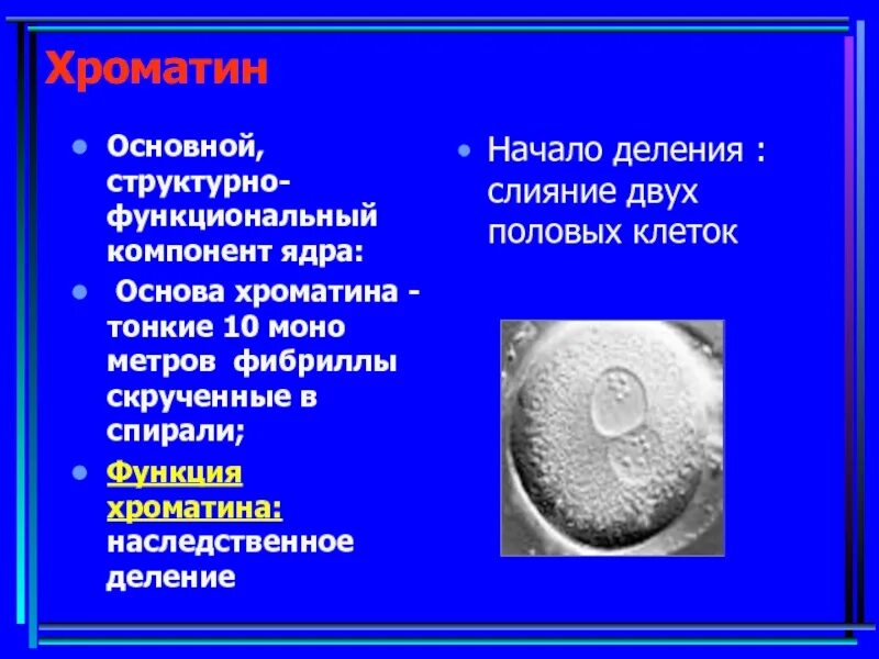 Хроматин функции. Функции хроматина в ядре. хроматин особенности строения и функции. хроматин строение и функции таблица.