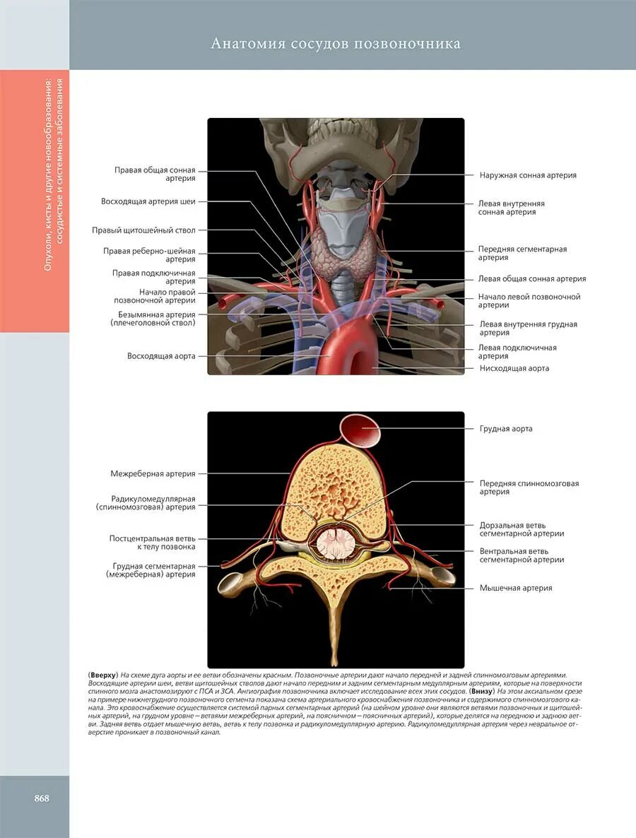 Кровоснабжение межпозвоночных дисков. Лучевая диагностика позвоночника книга. Анатомия сосуды книги. Анатомия позвоночных книга. Лучевая диагностика позвоночник Росс.