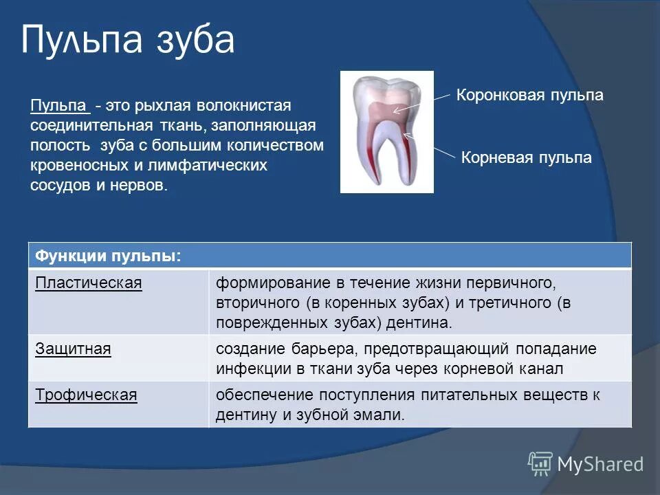 Функции пульпы зуба. Строение пульпы зуба гистология. Функции пульпы. Функции пульпы зуба. Функции пульпы зуба.