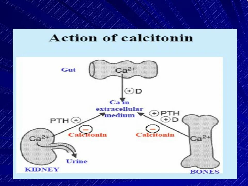Схема синтеза кальцитонина. Схема действия кальцитонина. Механизм действия кальцитонина. Реакции синтеза кальцитонина. Кальцитонин 2 что значит