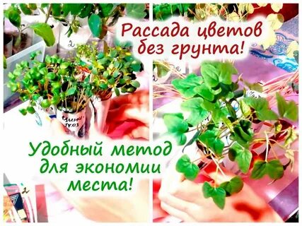 Выращивание рассады цветов без земли с использованием самокруток Дача: сад и ого