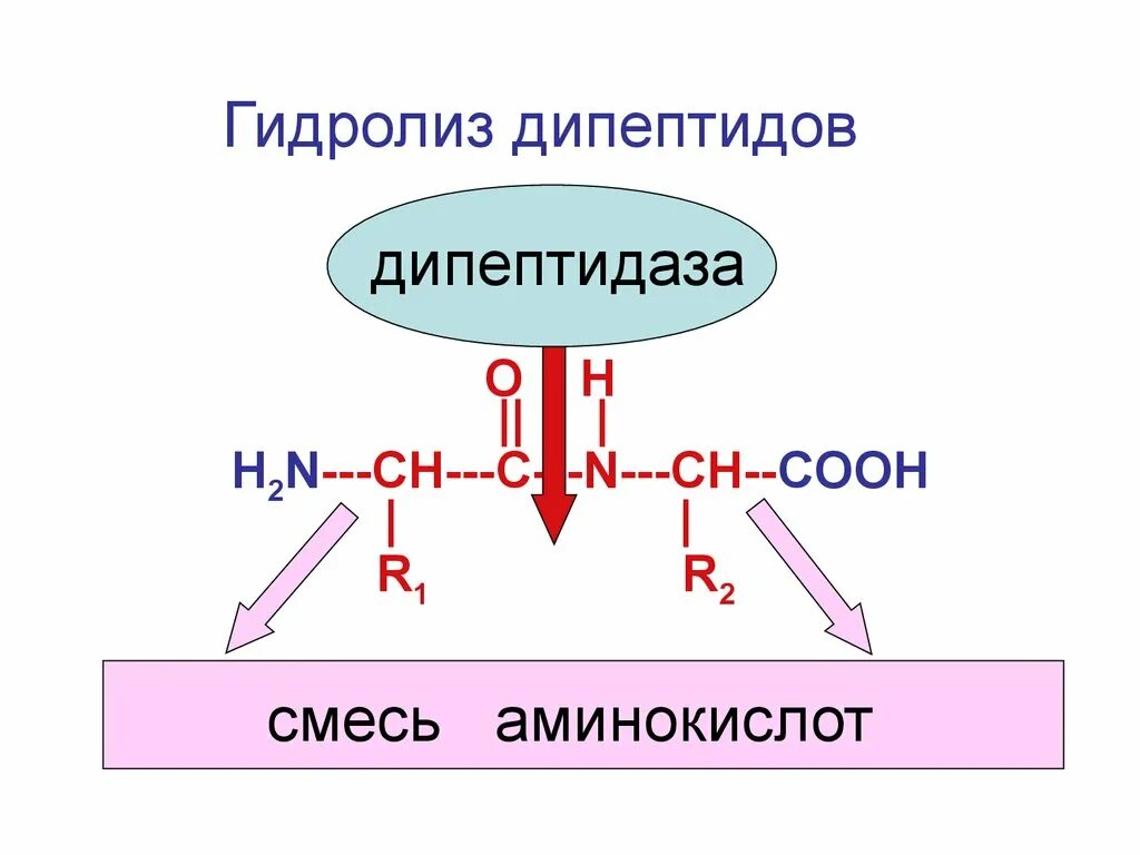 Гидролиз дипептида соляной кислотой. Гидролиз дипептидов реакция. Реакцию кислотного гидролиза дипептида. Гидролиз дипептида в щелочной среде.