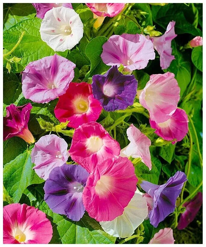 мавританский вьюнок. ипомея трехцветная свойства. вьюнок ипомея пурпуровая. ипомея трехцветная ipomoea tricolor. ипомея трехцветная свойства.