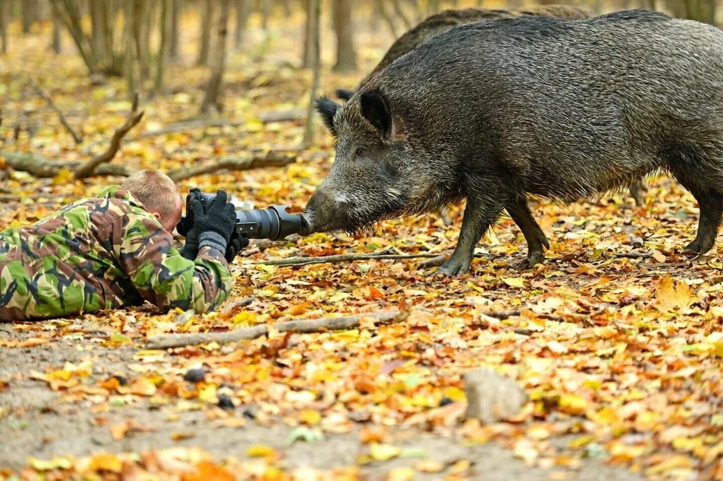 Кабанам яблоки. Кабан секач степной. Жареный поросенок. Звери в лесу. Секач бородавочник.