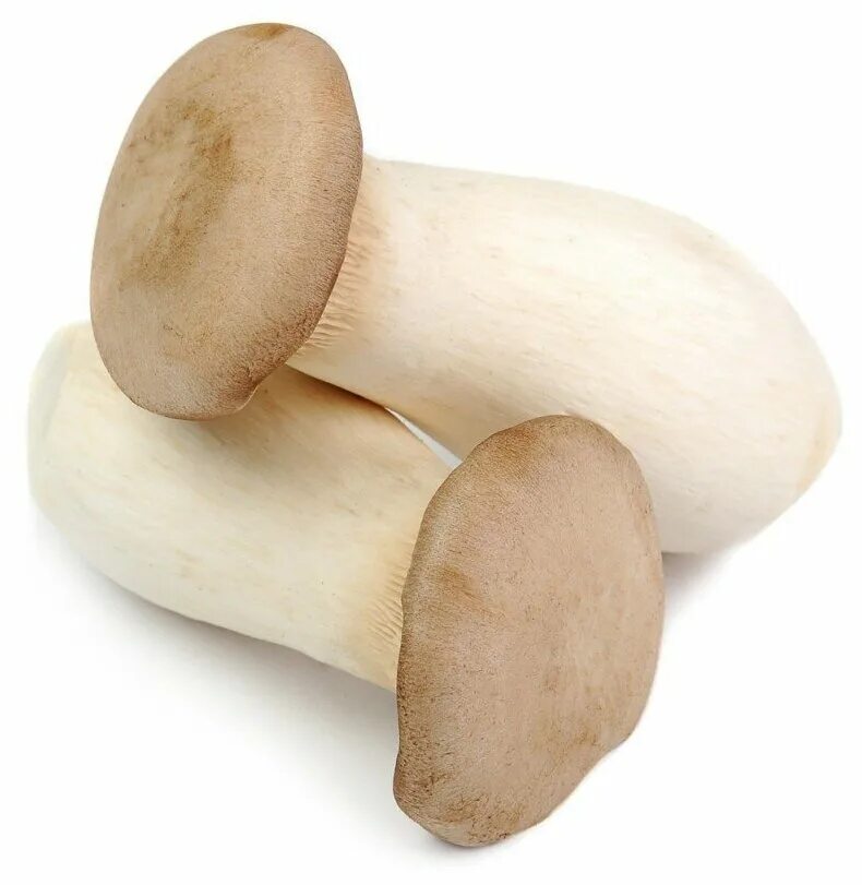 Устричный гриб еринги. Белый степной гриб еринги. Белый степной гриб еринги. Эринги. Вёшенка королевская (еринги, вёшенка степная).