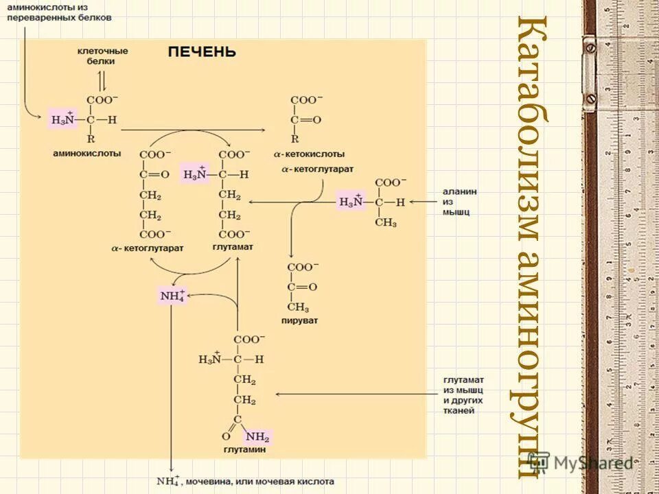 переваривание белков. аминокислоты перевариваются. схема переваривания белков. аминокислоты всасываются в. схема переваривания нуклеопротеидов в желудочно кишечном тракте.