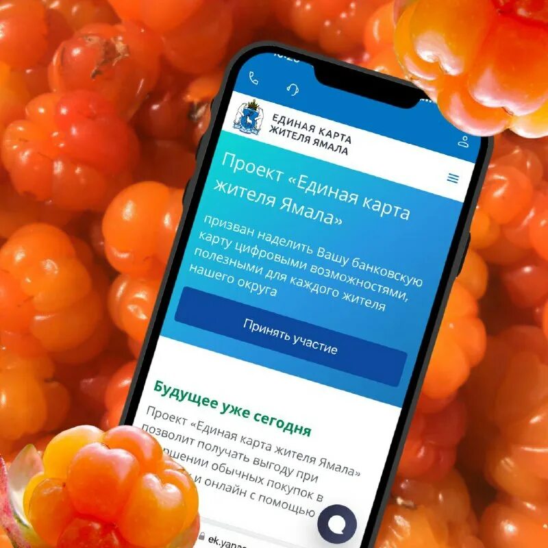 единая карта жителя ямала морошка для детей. единая карта жителя ямала морошка. порталы для клиентов системы. карта жителя ямала морошка. карта жителя ямала морошка.