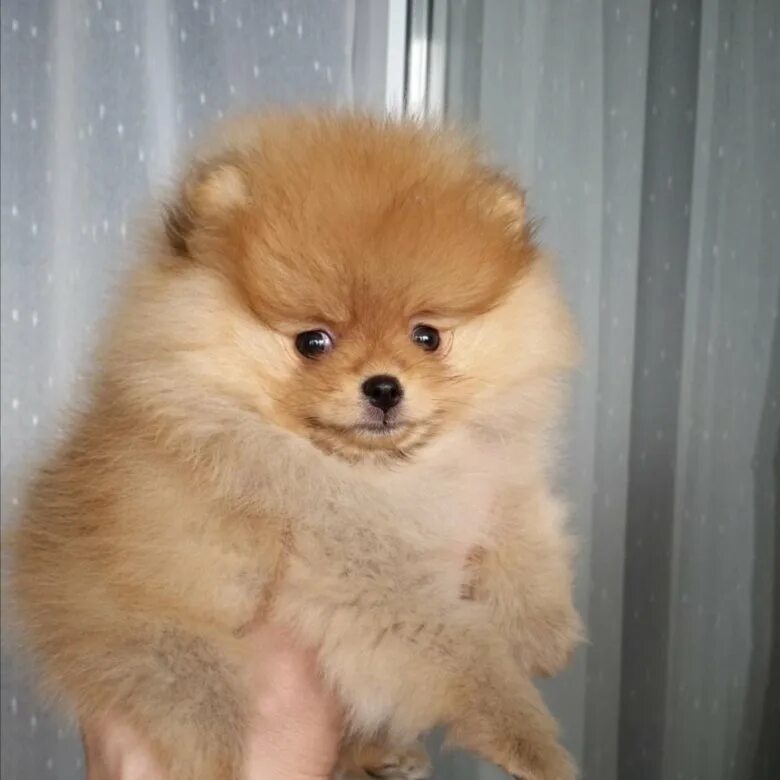 дворняжки во владикавказе. тойчики собачки с короткими лапками. авито барнаул животные собаки. щенки французского бульдога барнаул. авито барнаул животные собаки.