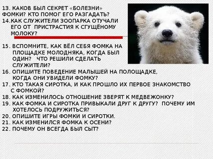 Мысли медведя