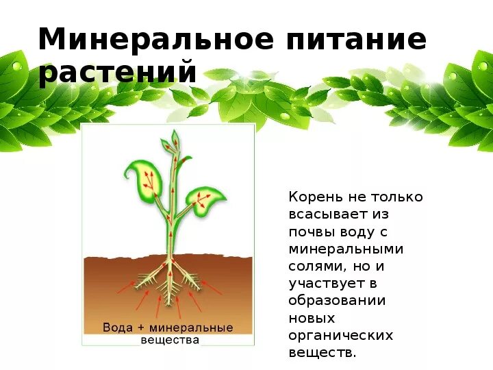 Минеральное и Корневое питание растений. Минеральное почвенное питание растений. Минеральное питание растений 6кл. Минеральное питание растений 6 класс биология.