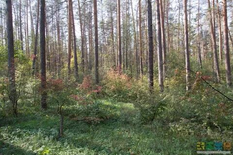 Чуварлейская долина озер нижегородская