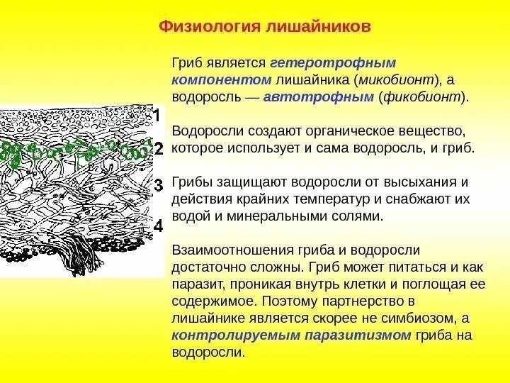 Какие функции выполняет лишайник. Строение лишайника микобионт. гриболишайники строение. лишайники и строение грибов. строение лишайника.