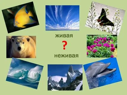 Примеры живой и неживой природы 1 класс