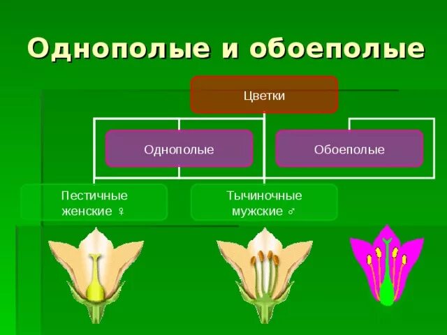 Обоеполыми называют. Типы цветков обоеполые и однополые. Цветки тычиночные, пестичные и обоеполые. Обоеполые цветки и однополые цветки. Уветки обоеполое и однополые.