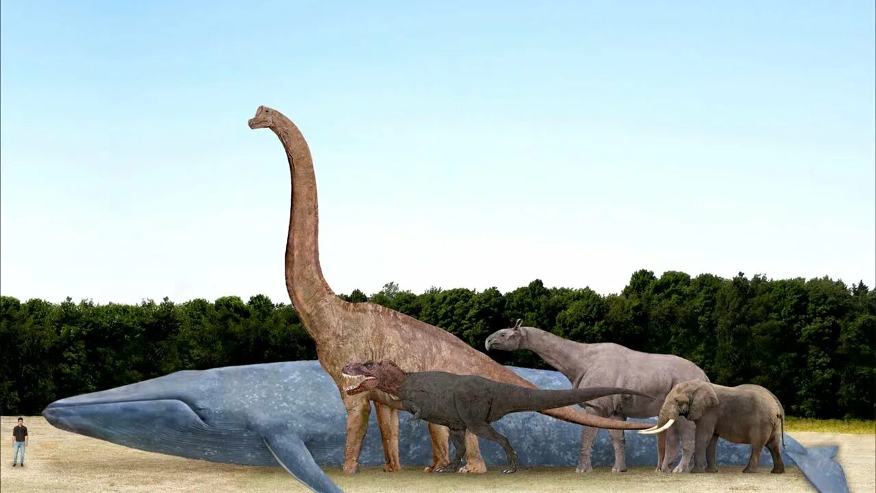 10 самых больших животных. Зауроподы Аргентинозавр. Диплодок Аргентинозавр. Аргентинозавр динозавр. Кит зауропод Argentinosaurus.