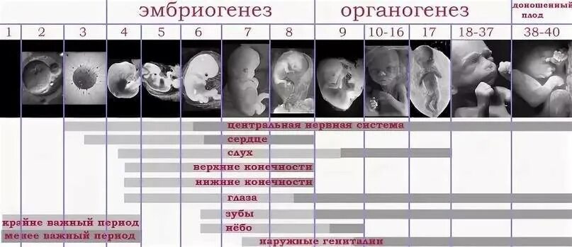 Периоды развития плода по неделям в картинках. Развитие плода по неделям беременности УЗИ. Развитие плода по дням беременности от зачатия описание с фото. Этапы развития плода при беременности по неделям таблица. Пол месяца в неделях