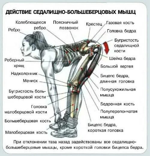 Становая какие мышцы. Мертвая тяга анатомия. Румынская тяга мышцы задействованы. Мертвые тяги со штангой ноги прямые. Задняя поверхность бедра упражнения румынская тяга.