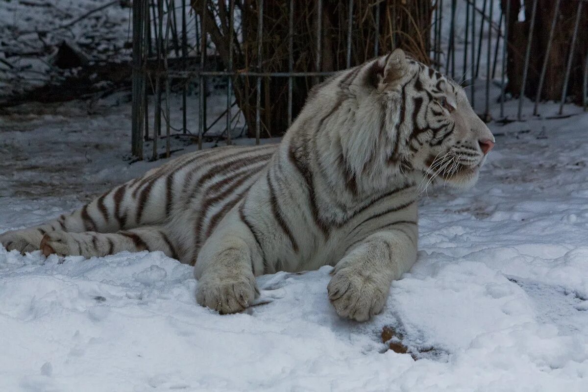 Живут белые тигры. Зоопарк Липецк тигр. GXW-56 белый тигр. Вольер белого тигра.