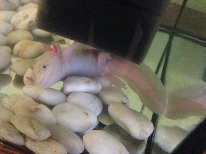 Аквариумная рыбка аксолотль. Аксолотль альбинос. Аквариумная ящерица аксолотль. Аксолотль уход и содержание. Амбистома и аксолотль.