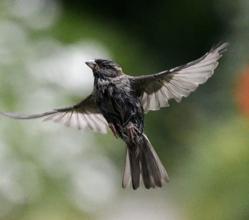 Little Bird Flying. Sparrow Flying. Fly little Bird Fly. Flying Bird car.