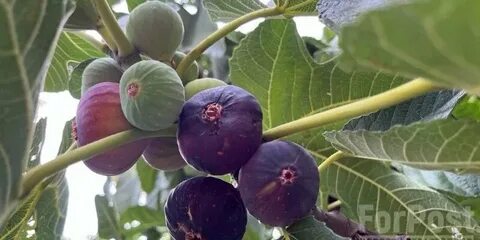 Крымский инжир описание сорта