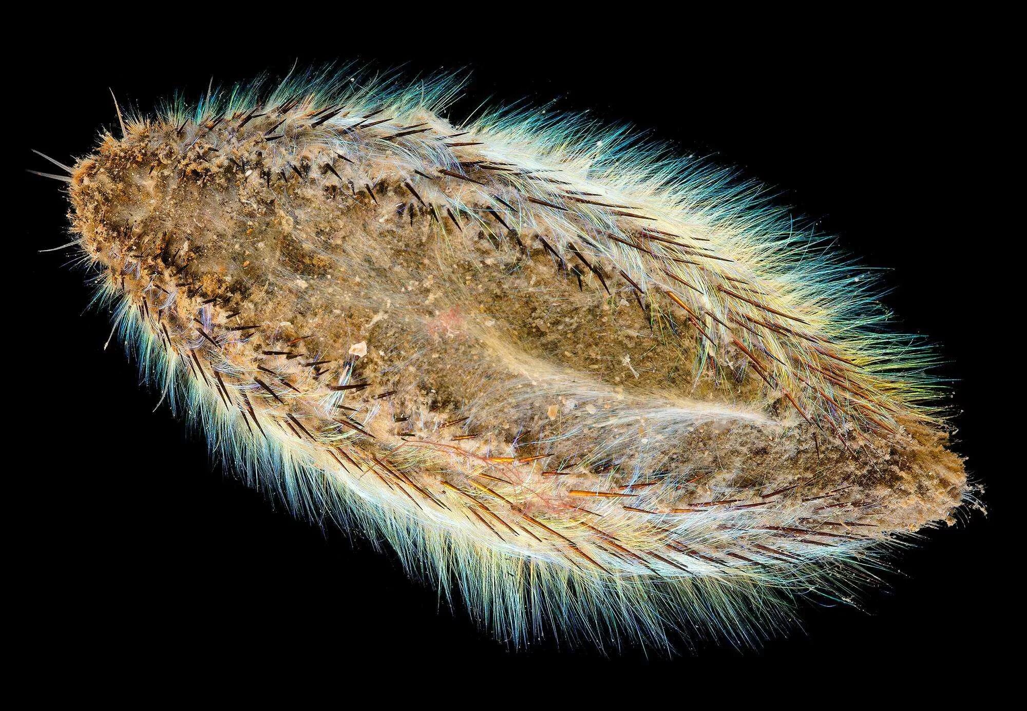 Морская мышь кольчатый червь. Морская мышь (полихета). Морская мышь (полихета). Кольчатые черви морская мышь. Морская мышь (полихета).