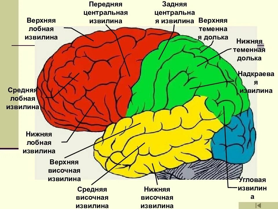 Большие полушария мозга задания. Строение полушарий головного мозга доли борозды извилины. Строение головного мозга доли борозды извилины. Задняя Центральная извилина теменной доли.