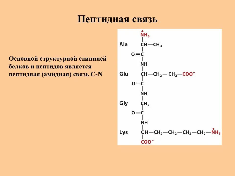 Пептидные связи обладают