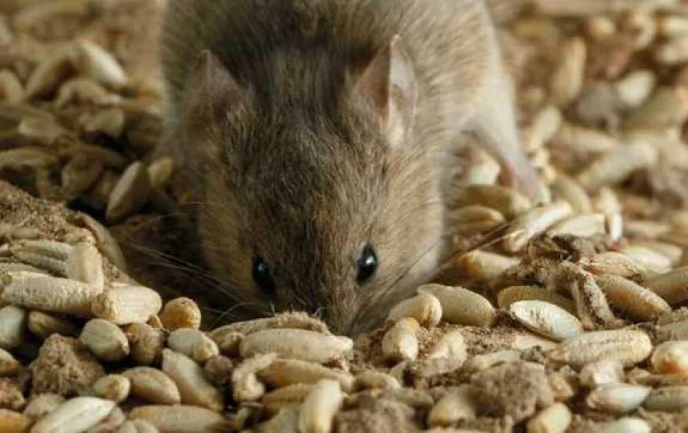 Мышь и зерно. Мышка с зерном. Грызуны в зерне. Мышь ест зерно.