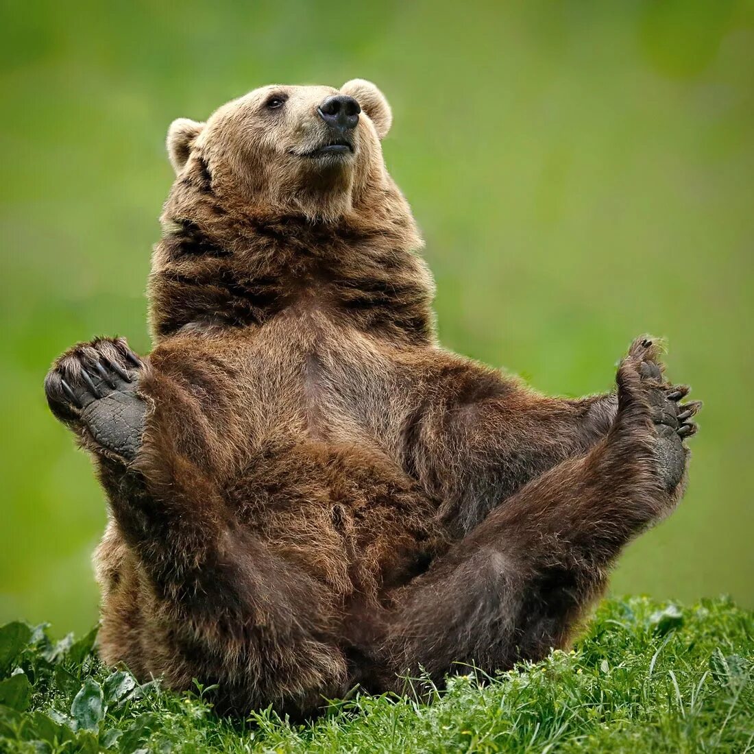 Медведь. Радостный медведь. Бурый медведь. Смешной медведь.