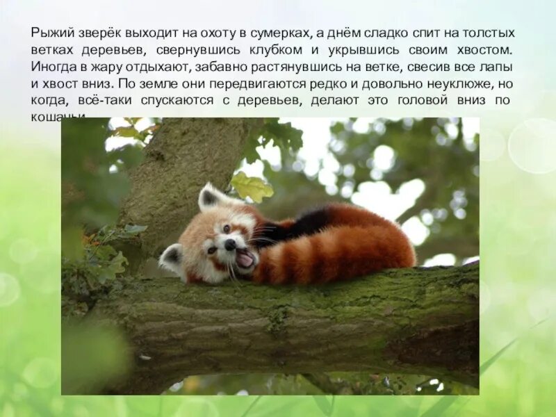 Сообщение о красной панде. Красная панда доклад 2 класс окружающий. Сообщение о большой панде из красной книги. Красная панда доклад 2 класс окружающий. Красная панда доклад 2 класс окружающий.