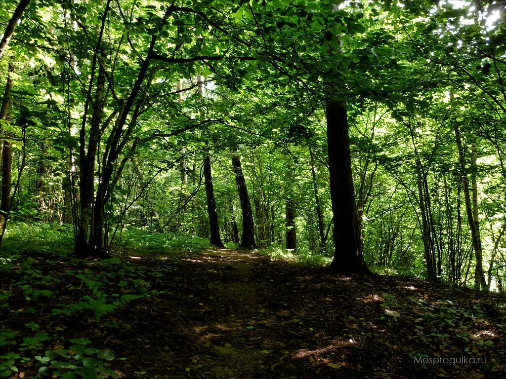 государственный заповедник мьюир вудс. национальный парк «олимпик», штат вашингтон. доклад про лес. красивые леса. лес наше богатство экологический час.