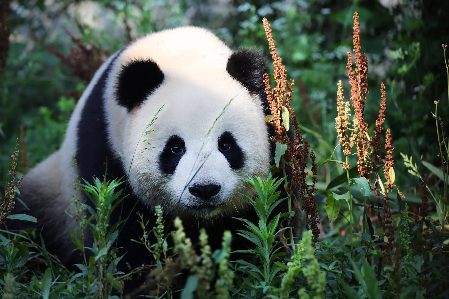 Панда бамбуковый медведь. Большая Панда в Евразии. Большая Панда фото. Большая Панда или бамбуковый медведь. Большая панда медведь