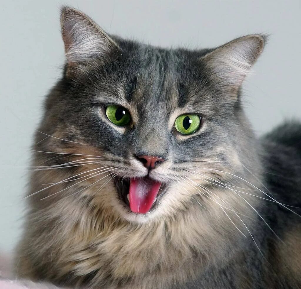 Кошка тяжело. Кошка с открытым ртом. Котики с открытыми ртами. Кошка открыла рот. Морда кота с открытым ртом.
