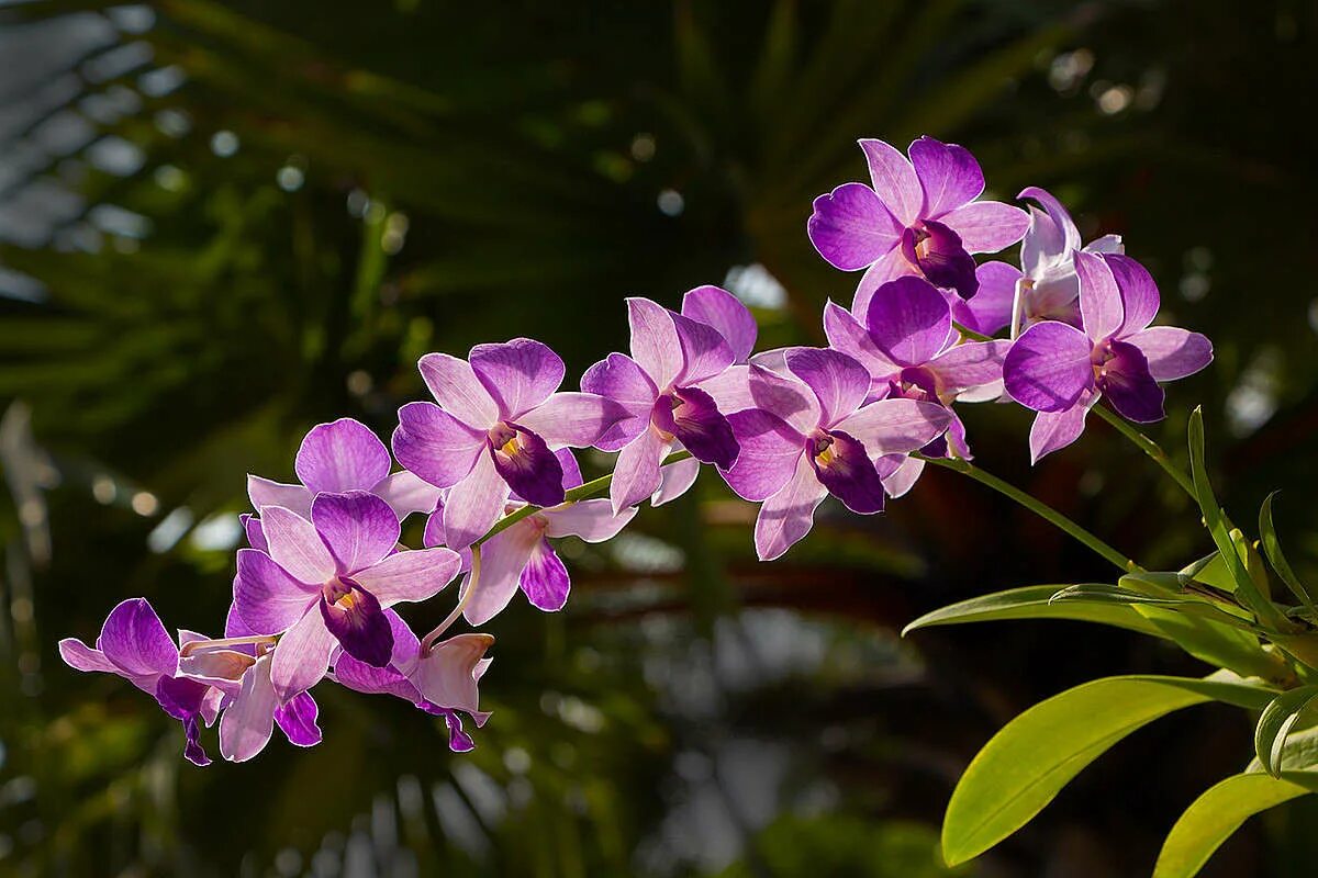 орхидея тай. орхидея тай. таиландская орхидея. природные орхидеи тайланда. таиландская орхидея национальный цветок.
