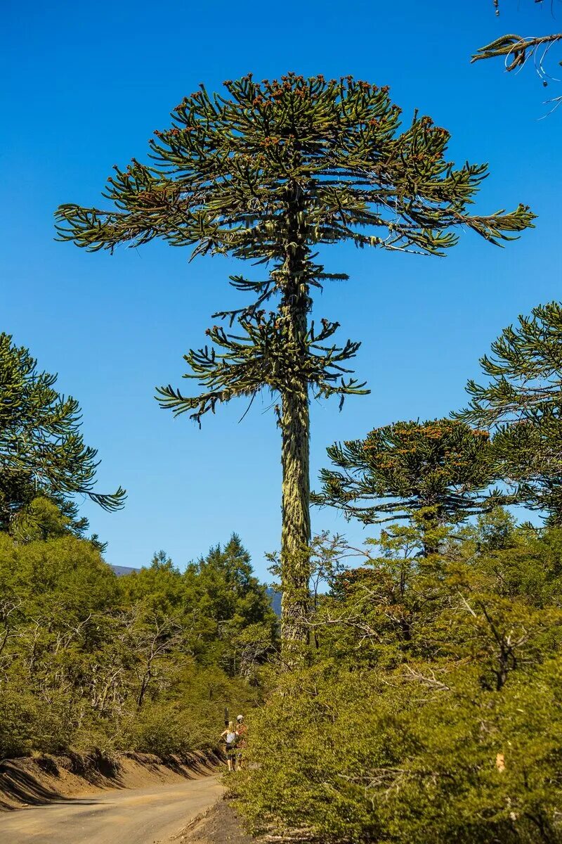 Дерево Чилийская араукария. Чилийская сосна араукария. Чилийская сосна Araucaria Araucana. Араукария Кубинская.