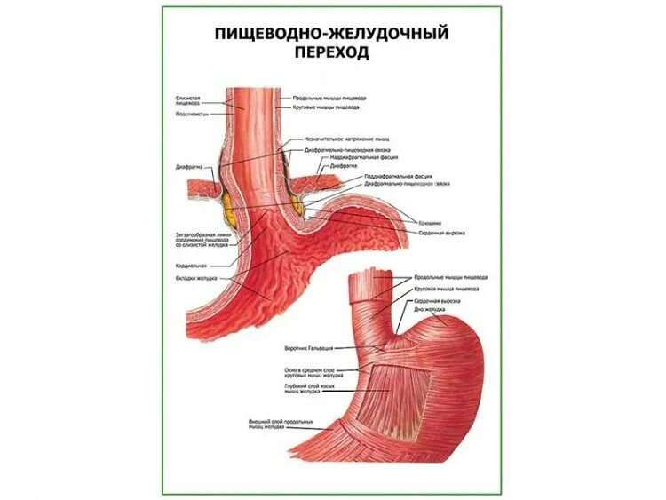 Клапан пищевода и желудка. Пищеводно-желудочный переход. Пищеводножелужочный переход. Анатомия пищеводно желудочного перехода. Зубчатая линия пищевода.