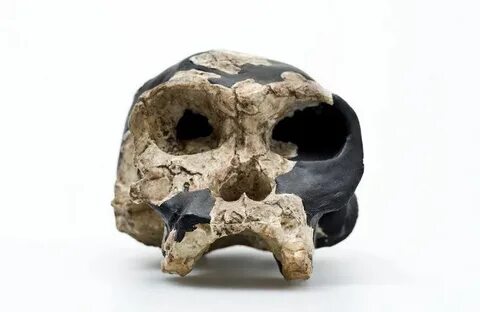 Homo habilis