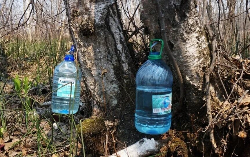 Сок березовый с горечью на губах. Березовый сок в 5л. Добыча березового сока. Сбор березового сока. Собрать березовый сок.