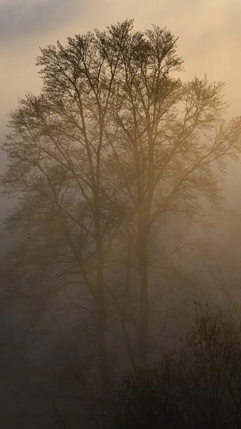 Туман морок. Руны став туман. Серое осеннее небо. Хвойный лес в тумане. Mist and fog в чем разница.