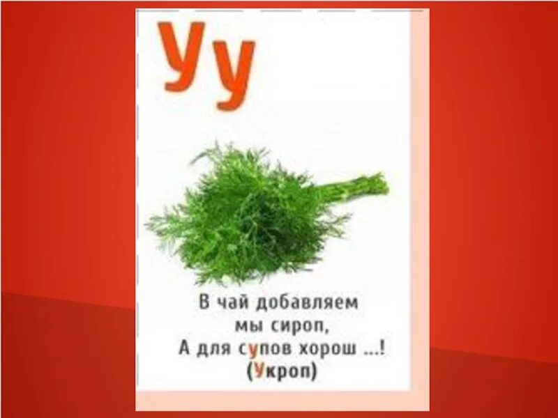 Укроп стихи. Загадка про укроп. Азбука загадок про растения. Загадка про укроп для детей. Загадки про растения на букву а.