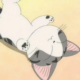Chi cat