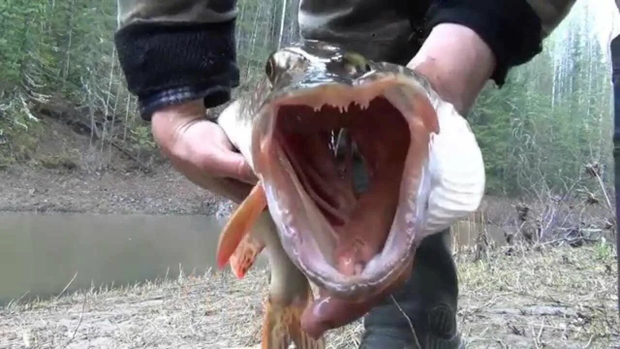 Щука опасна для человека. Панцирная щука аллигатор. Щука в байкале. Щука опасна для человека. Панцирная щука гигантская.