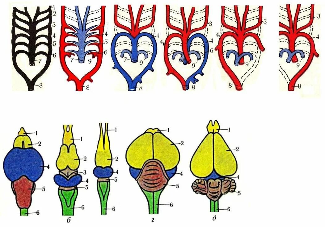 Строение кровеносной системы земноводных пресмыкающихся и млекопитающих. Строение головного мозга хордовых. Нервная система позвоночных животных. Строение головного мозга хордовых животных таблица. Филогенез головного мозга хордовых.