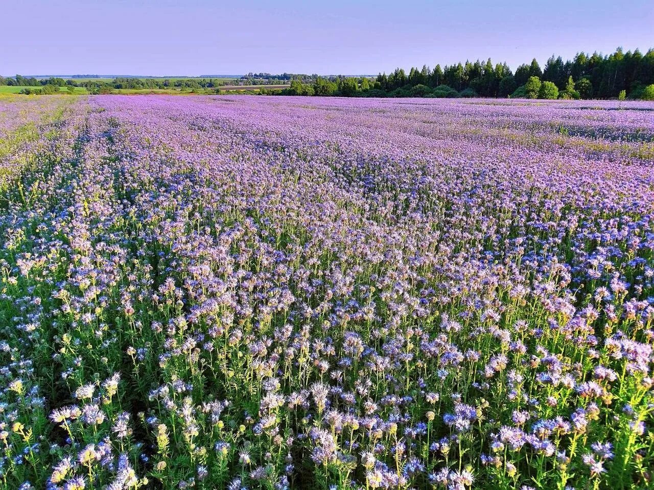 Гречиха цветение поле. Пейзаж русское поле. Зацвели поля. Лен масличный поле. Хлопок зеленея\ 4r поле.