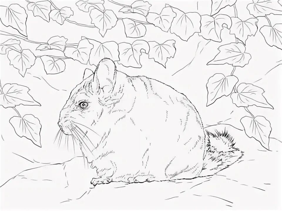 Chinchilla Coloring Pages Printable Pages Coloring pages, Chinchilla, Animal pro
